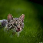 Julien SESIA - Julien-Sésia-Photographie©