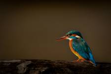 Julien SESIA - Julien-Sésia-Photographie©