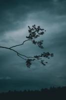 Nicolas CASTANO - CONSCIENCE SAUVAGE | NICOLAS CASTANO