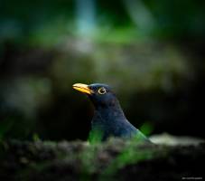 Julien SESIA - Julien-Sésia-Photographie©